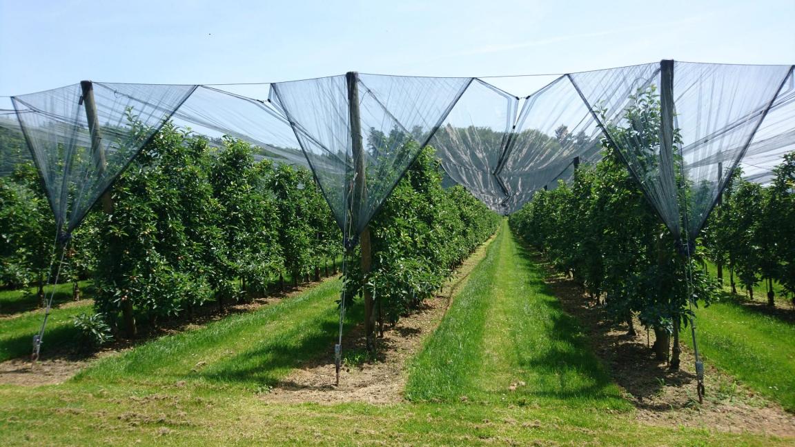 Beispielfoto eines Hagelschutznetzes