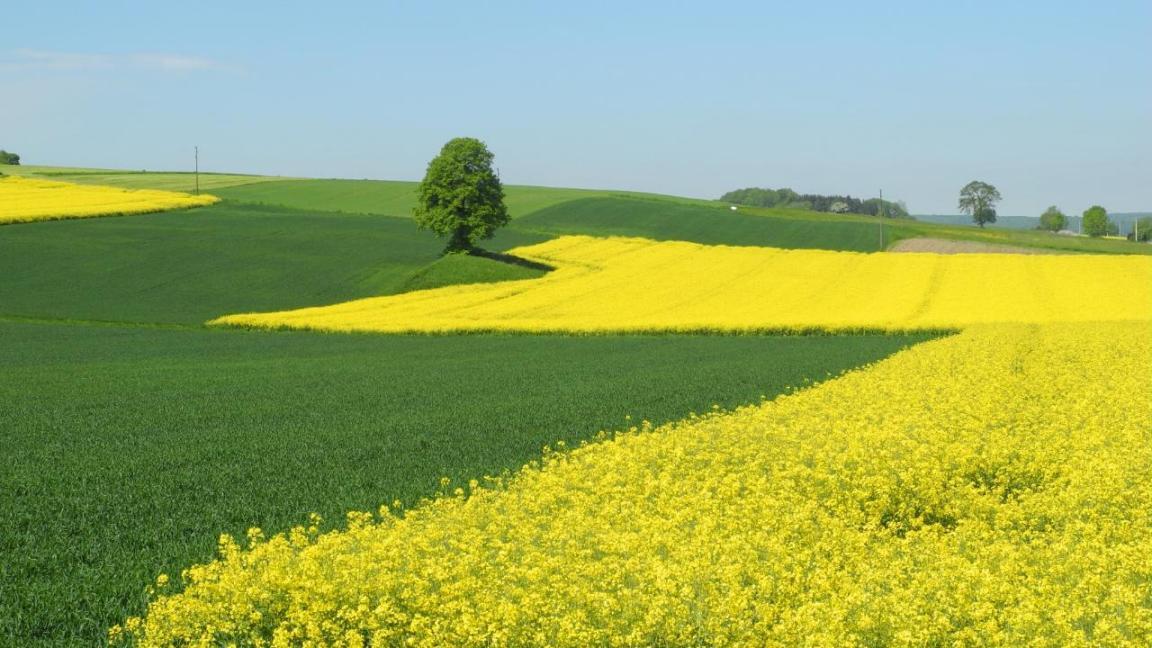 Ein gelb blühendes Rapsfeld neben einer grünbewachsenen Ackerfläche, im Hintergrund ein alleinstehender Baum.