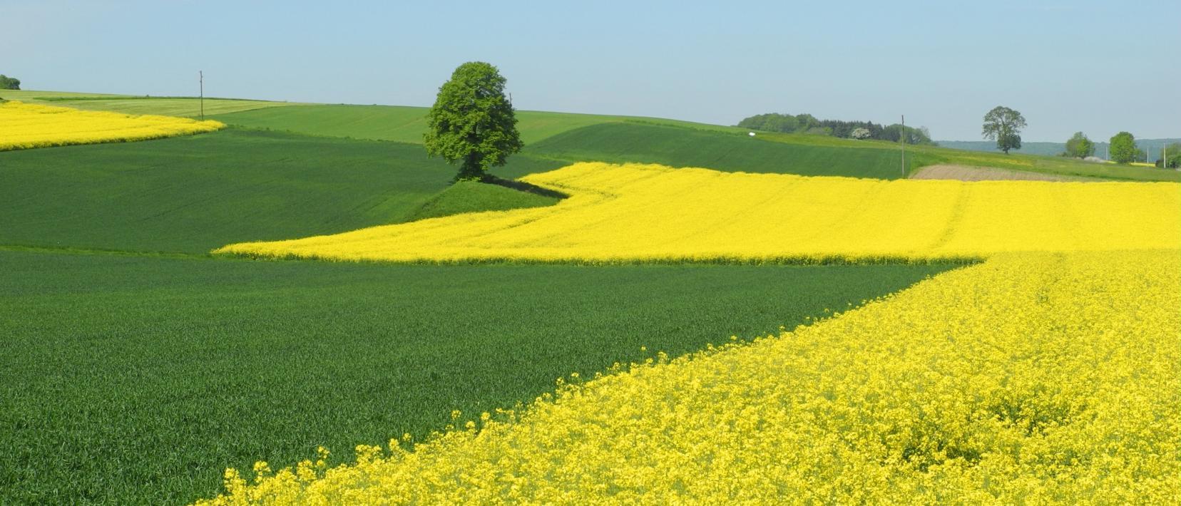 Ein gelb blühendes Rapsfeld neben einer grünbewachsenen Ackerfläche, im Hintergrund ein alleinstehender Baum.