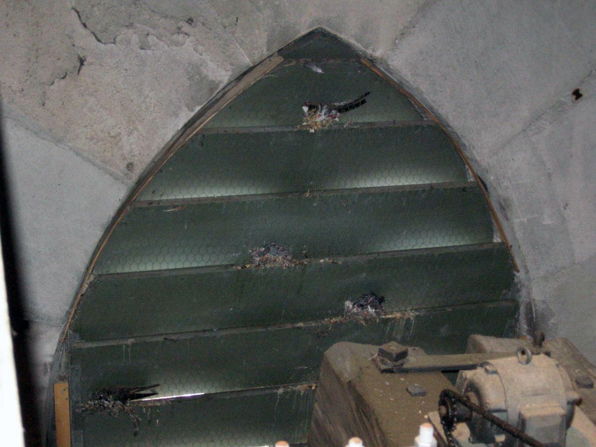 Eine Innenaufnahme einer halbkreisförmigen Struktur mit mehreren horizontalen Regalen, die mit einem Drahtgeflecht bedeckt sind. Die Struktur befindet sich in einem Betongebäude und ist teilweise beleuchtet. Auf den Regalen befinden sich mehrereVogelnester.