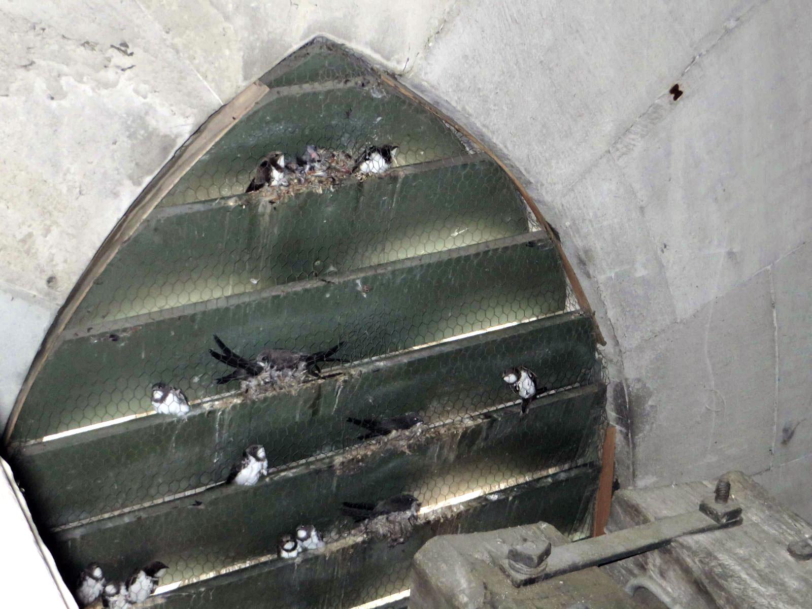 Eine Nahaufnahme einer Reihe von Vögeln, die in Nestern in einer halbkreisförmigen Struktur mit mehreren horizontalen Regalen sitzen, die mit einem Drahtgeflecht bedeckt sind. 