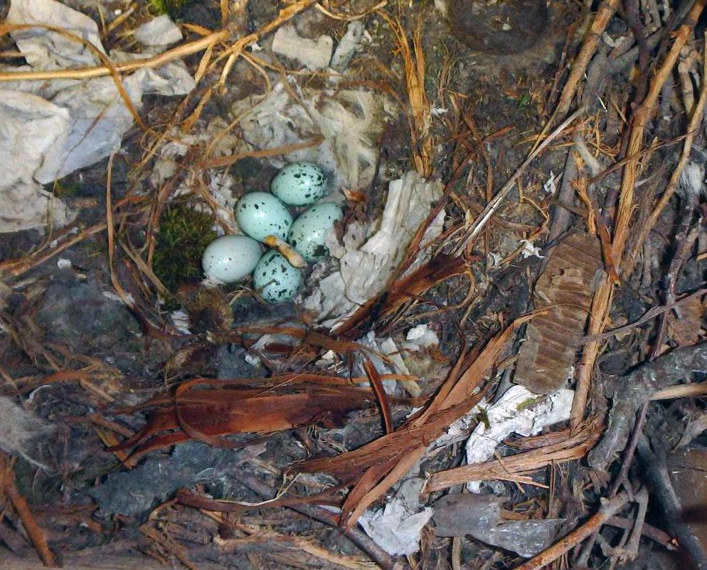 Eine Nahaufnahme eines Vogelnestes, das aus Zweigen, Federn und Papierfetzen besteht. Darin liegen fünf blassblaue Eier mit dunklen Flecken.