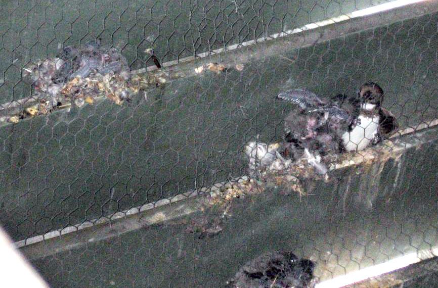 Eine Nahaufnahme von Vögeln, die in Nestern auf horizontalen Regalen sitzen, die mit einem Drahtgeflecht bedeckt sind. Die Nester sind aus Zweigen und Federn gefertigt und enthalten sowohl erwachsene Tiere als auch Jungvögel.