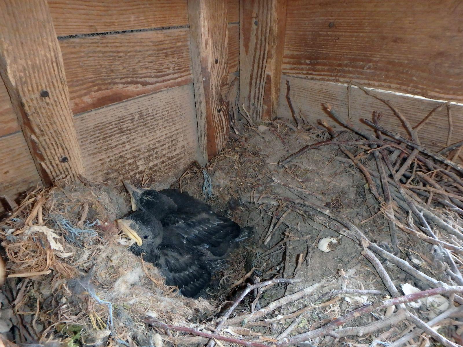 Eine Nahaufnahme eines Vogelnestes, das aus Zweigen, Federn und anderen Materialien besteht und in der Ecke einer Holzstruktur gebaut wurde. Darin befinden sich zwei junge Vögel mit dunklem Gefieder und gelben Schnäbeln.