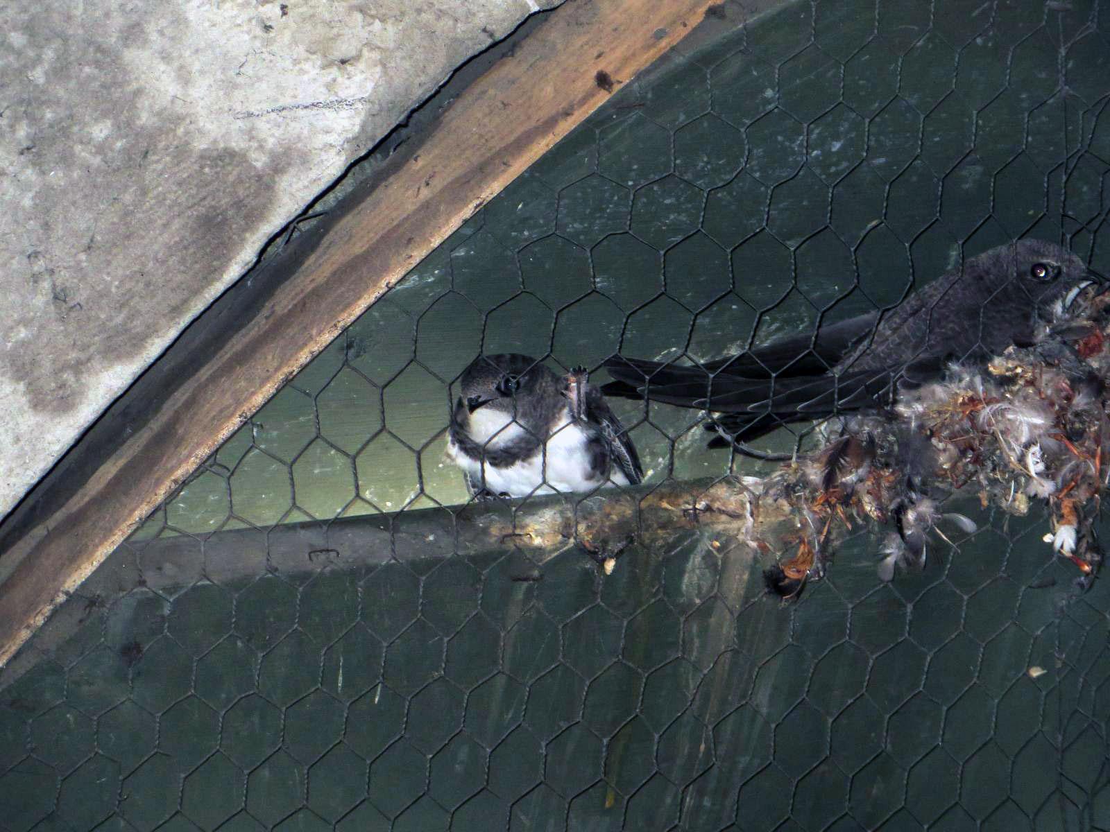 Eine Nahaufnahme von zwei Vögeln in einem Nest, das sich hinter einem Drahtgeflecht befindet. Die Schwalbe auf der linken Seite hat ein weisses Gesicht und eine weisse Brust, während die Schwalbe auf der rechten Seite dunkler ist und in einem Nest aus Zweigen und Federn sitzt.