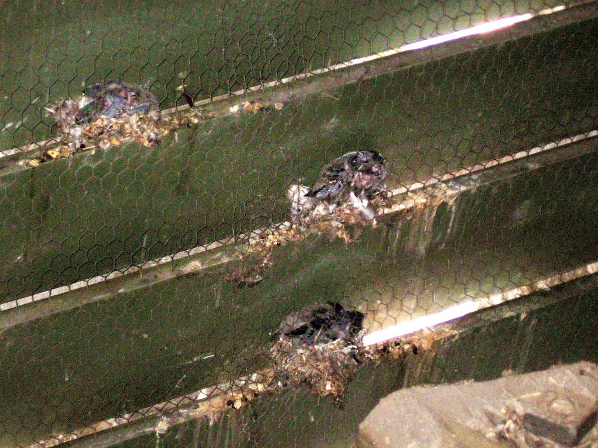 Eine Nahaufnahme von Vögeln, die in Nestern auf horizontalen Regalen sitzen, die mit einem Drahtgeflecht bedeckt sind. Die Nester sind aus Zweigen und Federn gefertigt.