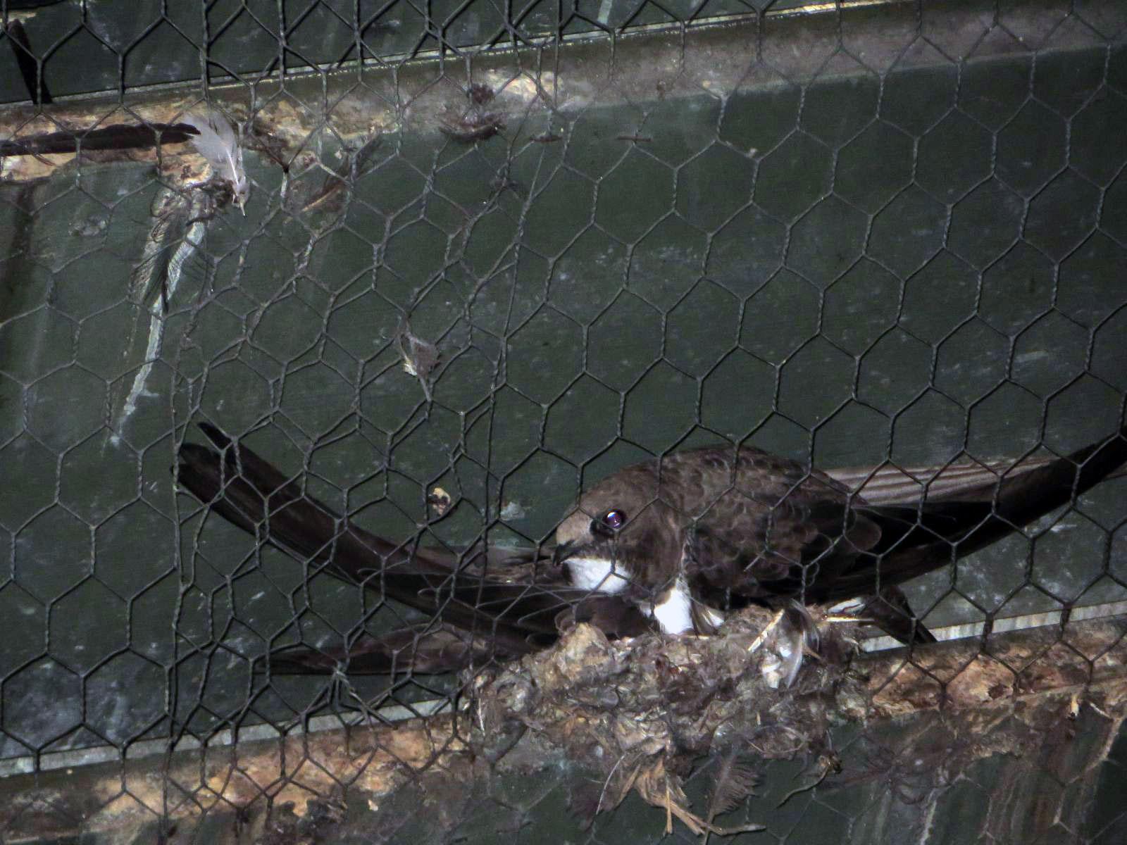 Eine Nahaufnahme eines Vogels, die in einem Nest aus Zweigen und Federn sitzt, das sich hinter einem Drahtgeflecht befindet. Das Tier hat ein dunkles Gefieder und eine weisse Brust.
