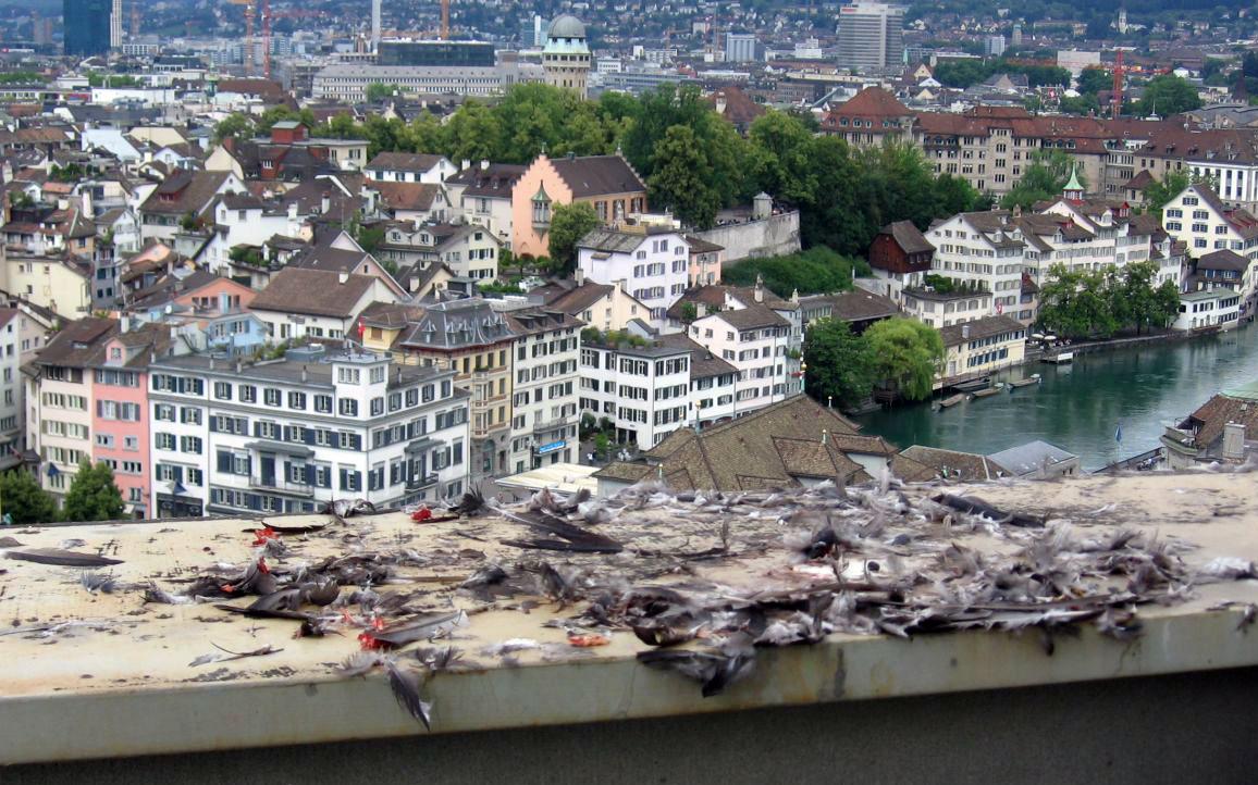Im Vordergrund liegt eine mit Vogelkot und Federn bedeckte Betonplattform. Im Hintergrund ist die Skyline der Stadt zu sehen, einschliesslich des Lindenhofs und der Limmat.