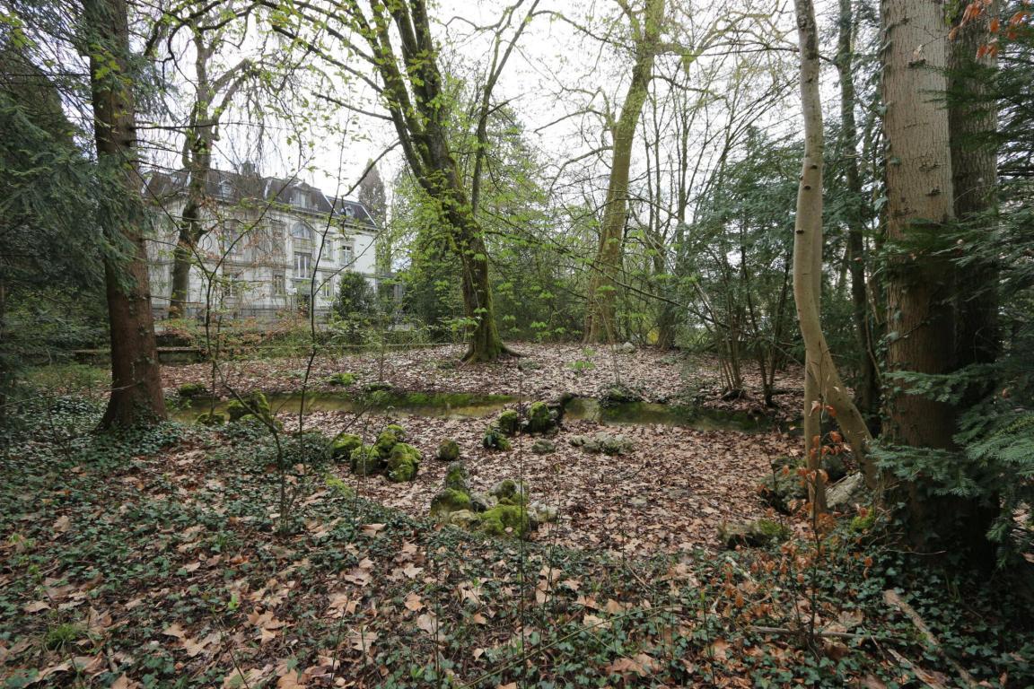 verwilderter Park mit Bäumen