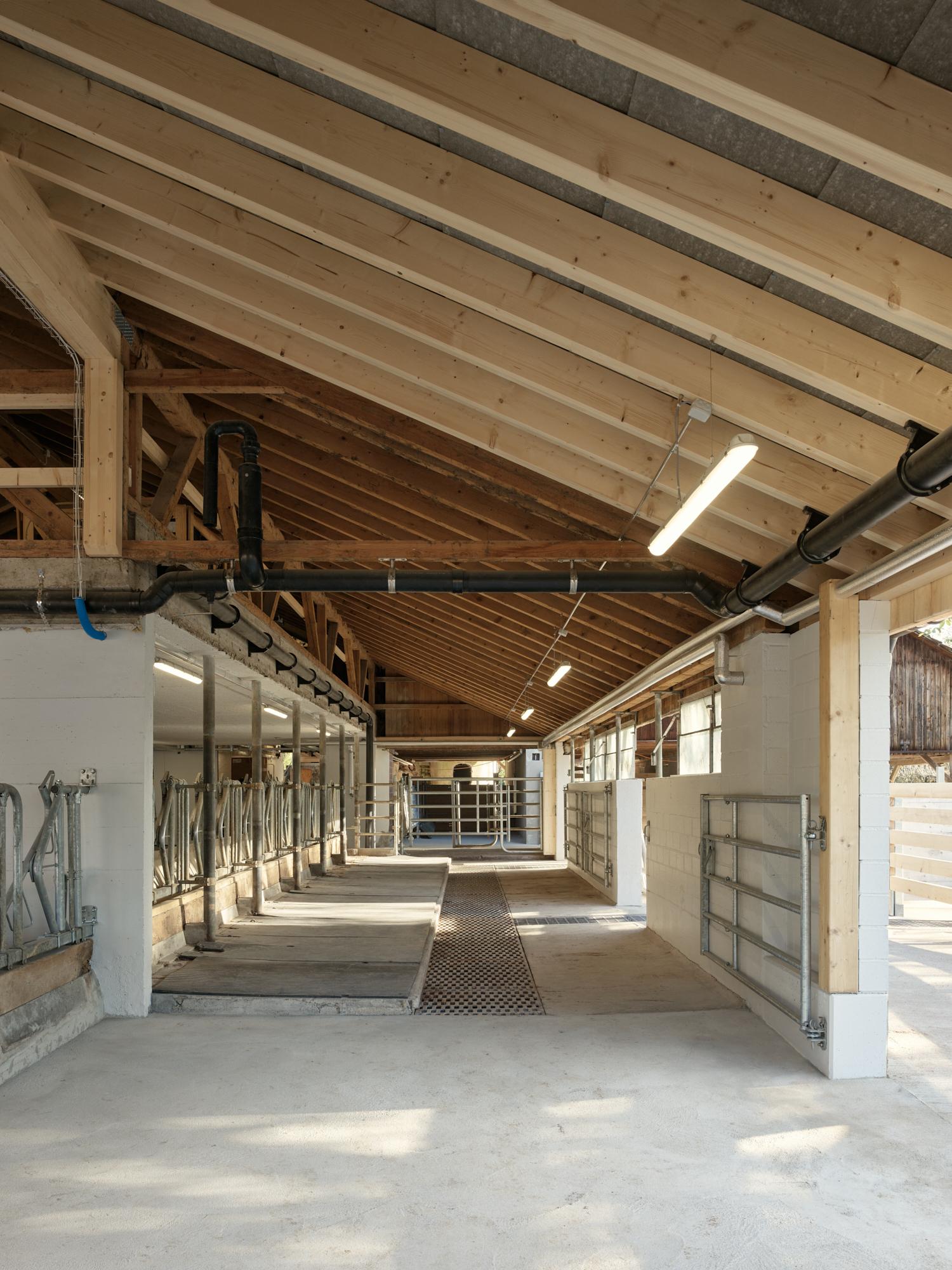 Umbau des ehemaligen Anbindestalls zu Freilaufstall durch Entfernung der heruntergehängten Decke und Wanddurchbrüchen zu den neuen Laufhofflächen. Bildbeschrieb: Blick durch den instandgesetzten Stall