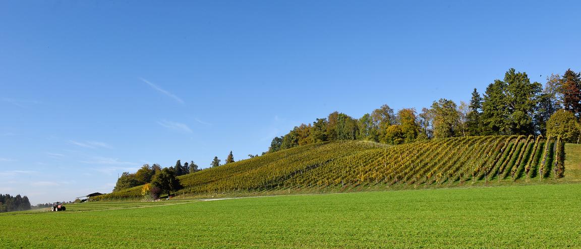 Auf der Abbildung ist der Drumlin Schlüsselberg bei Grüningen zu sehen. Das Bild zeigt eine Grüne Wie-se mit einem Hügel. Der Hügel hat einen markanten Anstieg und es wachsen Weinreben am Hang. Auf dem Hügel ist eine Reihe von Bäumen zu sehen. Es ist schönes Wetter mit blauem Himmel. In der Ferne sieht man einen Traktor.