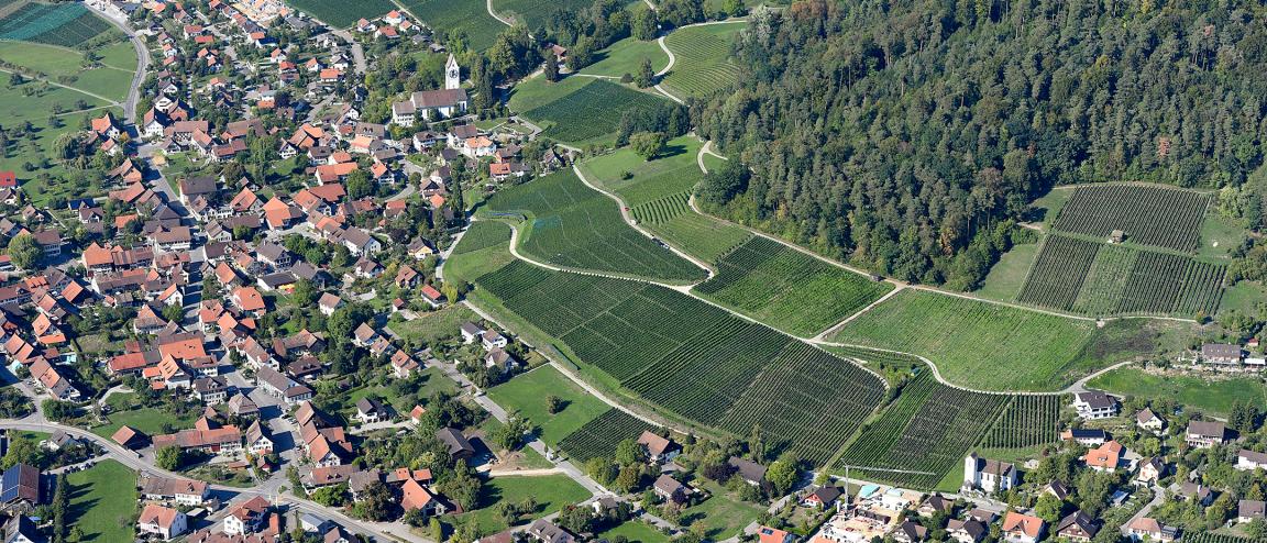 Auf der Abbildung ist die Reblandschaft Stammheim zu sehen. Es handelt sich um ein perspektivisches Luftbild. Abgebildet ist ein Hang an dem, zwischen Siedlungsgebiet im Tal und Wald auf dem Hügel, grossflächig Weinreben kultiviert werden. Zahlreiche kurvige Wege schaffen eine schöne Gliederung der Reblandschaft.