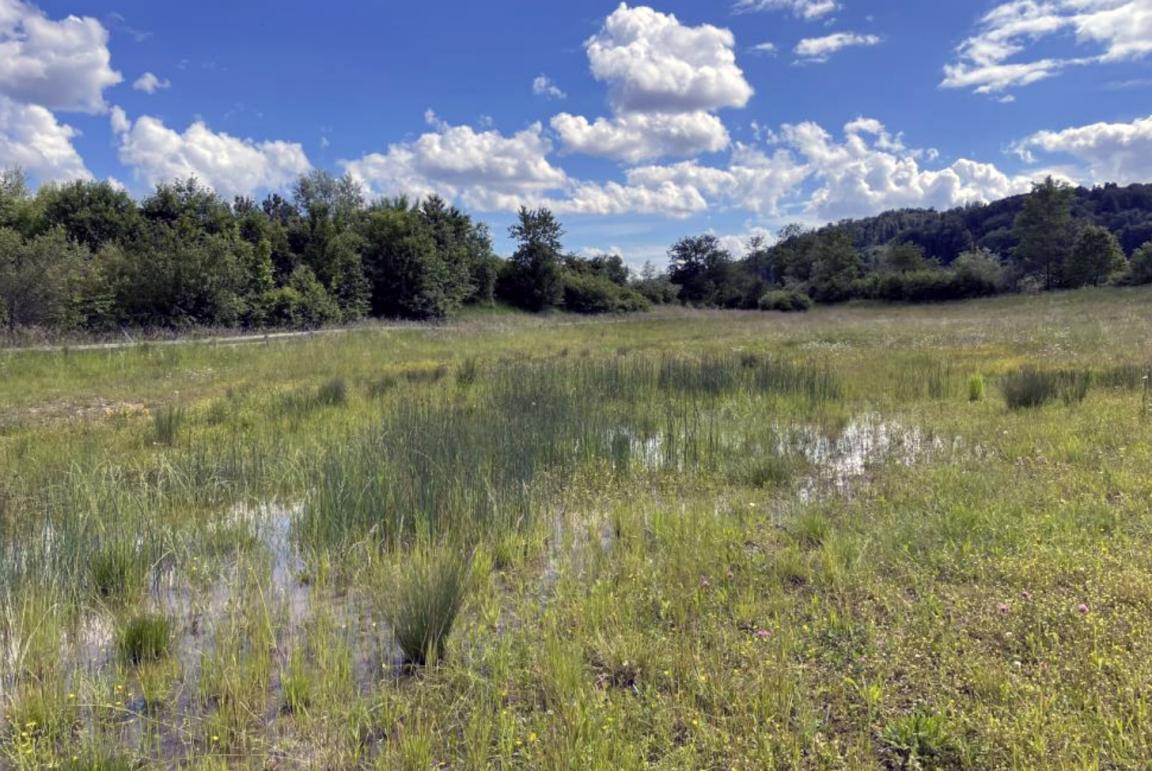 Landschaft mit Wiese und Wasserflächen, umgeben von Bäumen und Hügeln unter einem leicht bewölkten Himmel.