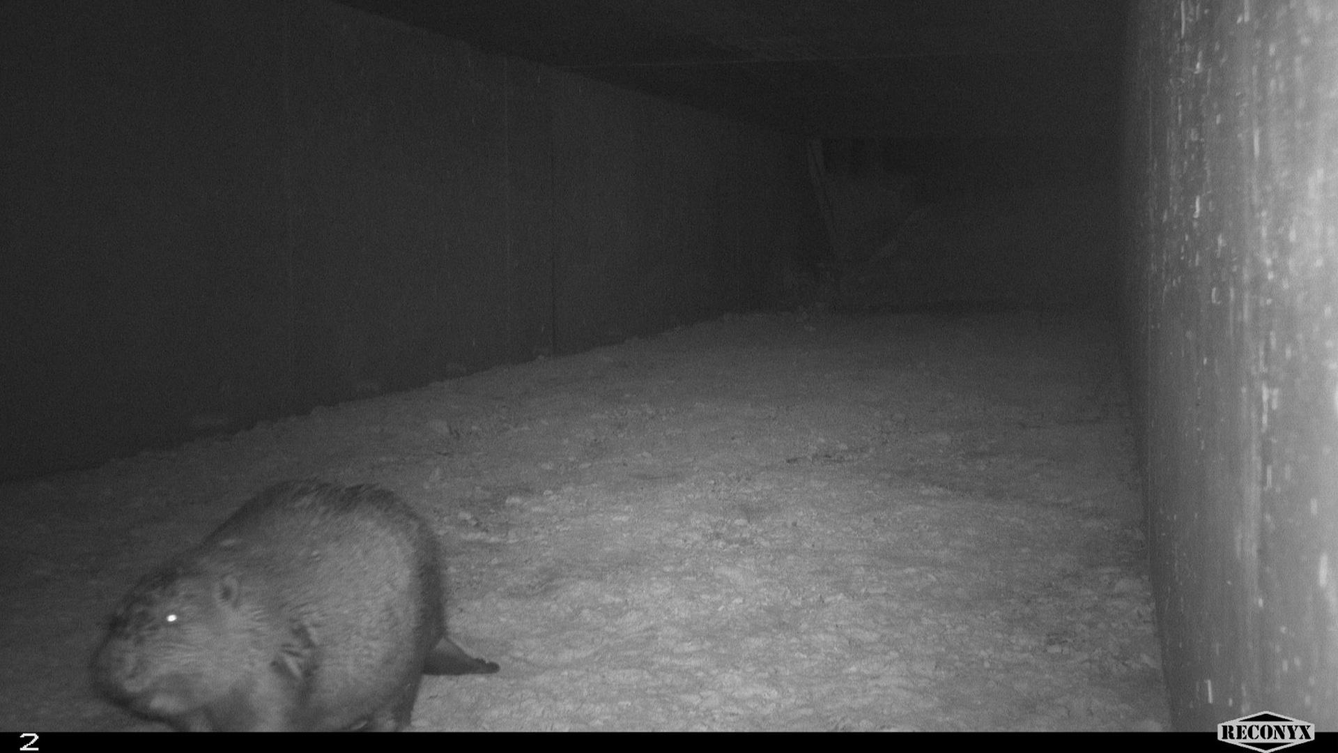 Ein Biber durchquert einen Wildtierdurchlass. Die Aufnahme stammt von einer Fotofalle.