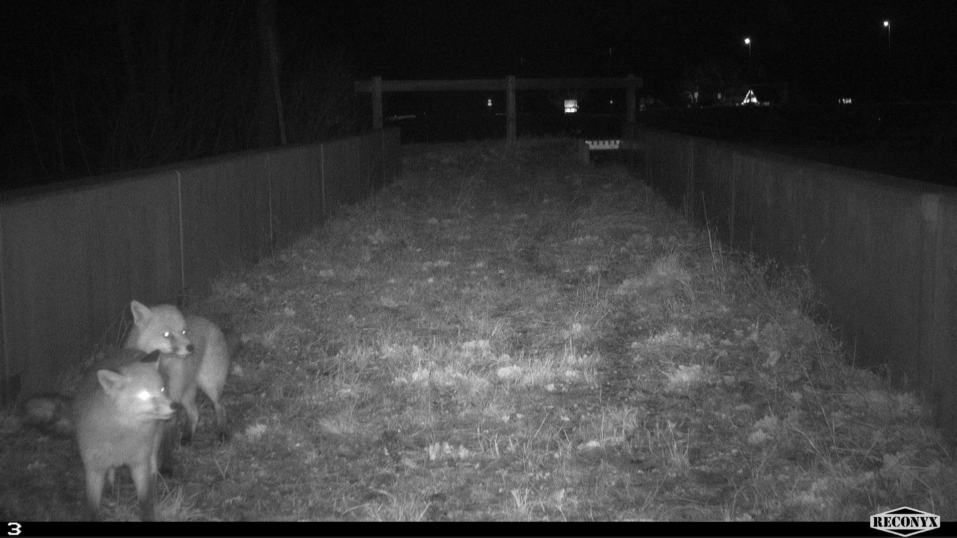 Zwei Füchse werden in der Nacht auf einer Wildtierüberführung fotografiert.