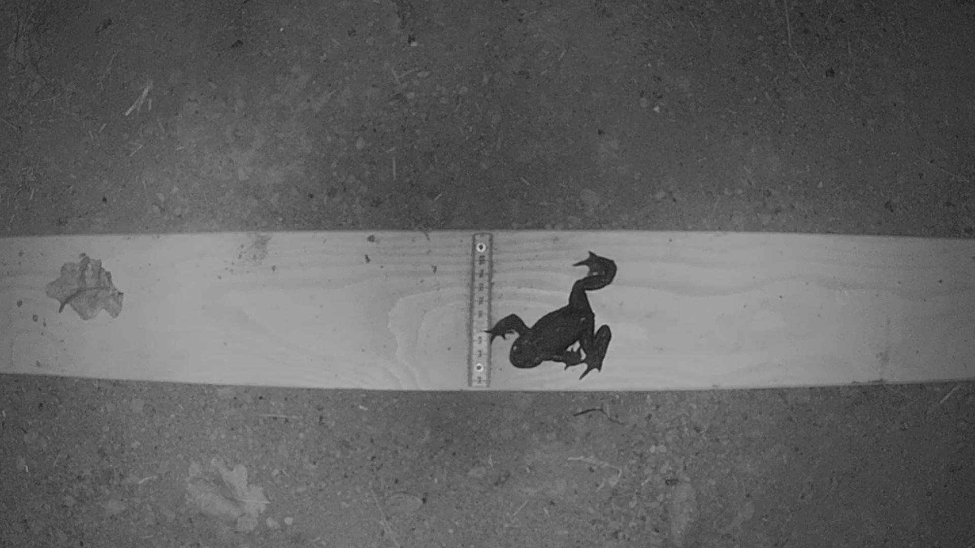 Ein Frosch wird von einer Wildtierkamera beim Passieren eines schmalen Amphibiendurchlasses erfasst.