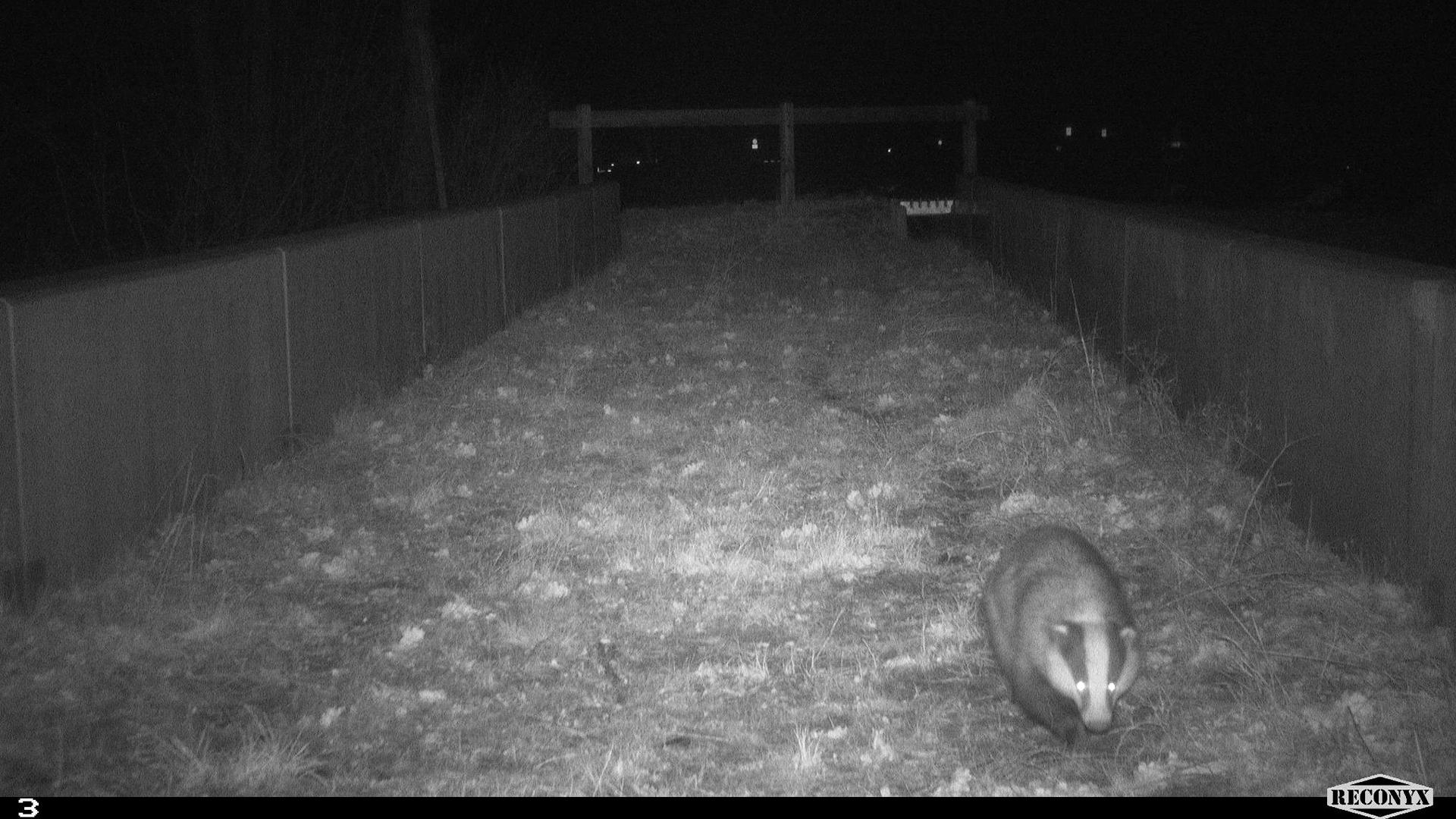 Ein Dachs bewegt sich nachts über eine begrünte Wildtierbrücke. Die Aufnahme stammt von einer Fotofalle.