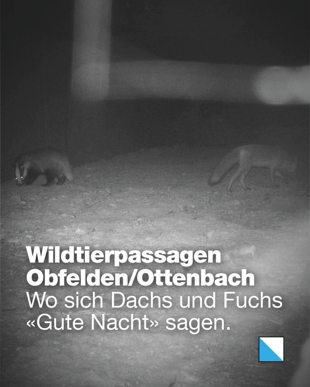 Wildkamera-Nachtaufnahme eines Dachses und eines Fuchses in einer Wildtierpassage. Text im Bild: «Wildtierpassagen Obfelden/Ottenbach. Wo sich Dachs und Fuchs «Gute Nacht» sagen.»