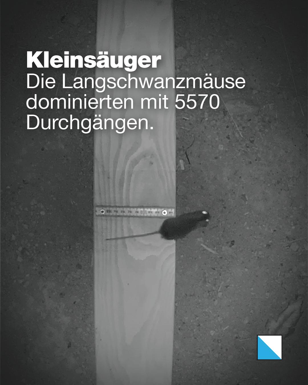 Langschwanzmaus läuft über ein Holzbrett in einer Querungsanlage. Text im Bild: «Kleinsäuger: Die Langschwanzmäuse dominierten mit 5570 Durchgängen.»