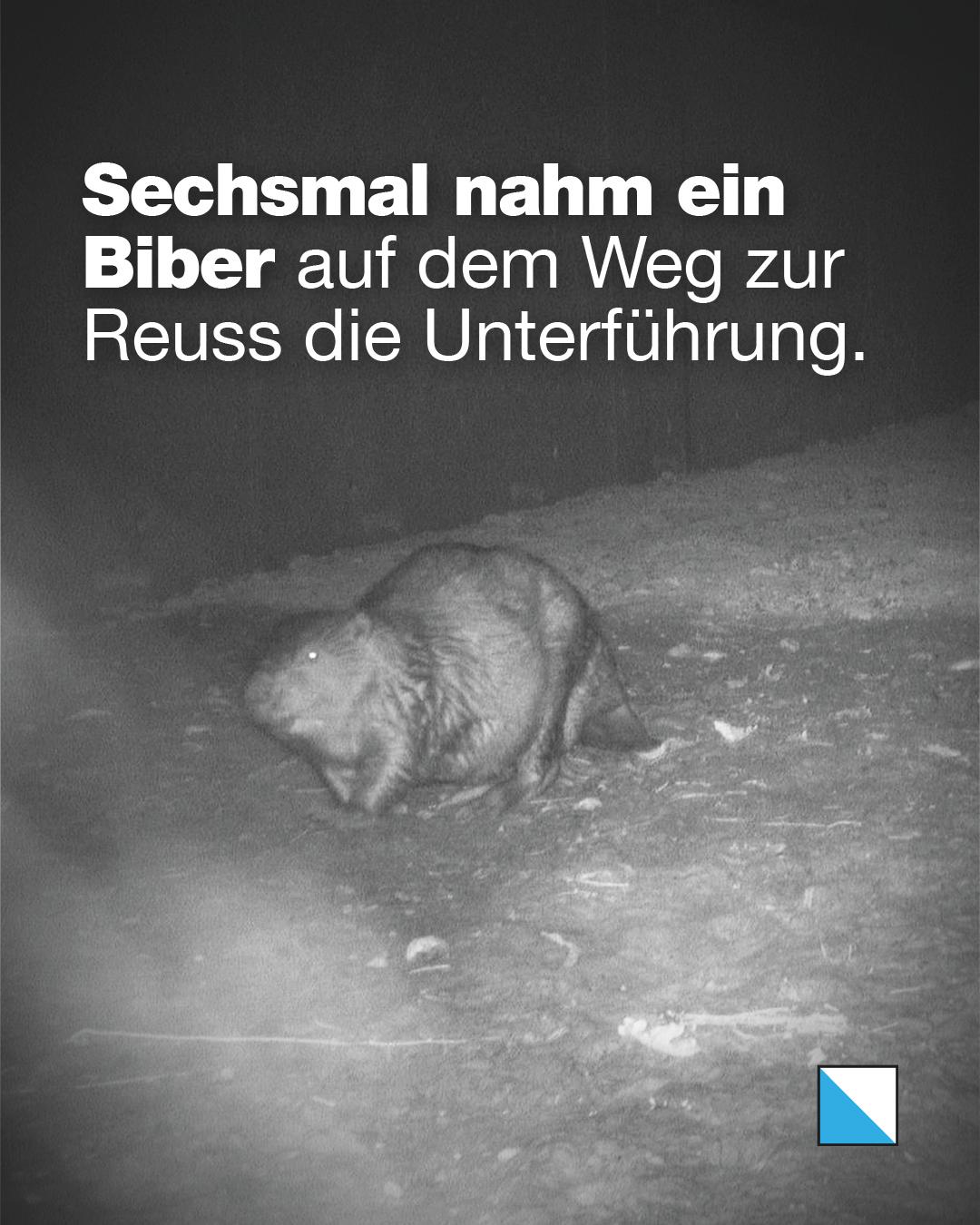 Nachtaufnahme einer Wildkamera von einem Biber in einer Unterführung. Text im Bild: «Sechsmal nahm ein Biber auf dem Weg zur Reuss die Unterführung.»
