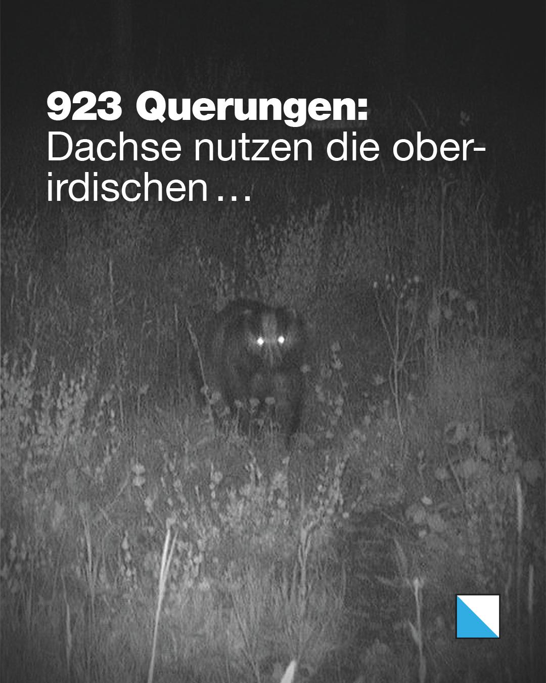 Dachs bei Nacht im Gestrüpp einer oberirdischen Querung. Text im Bild: «923 Querungen: Dachse nutzen die oberirdischen …»