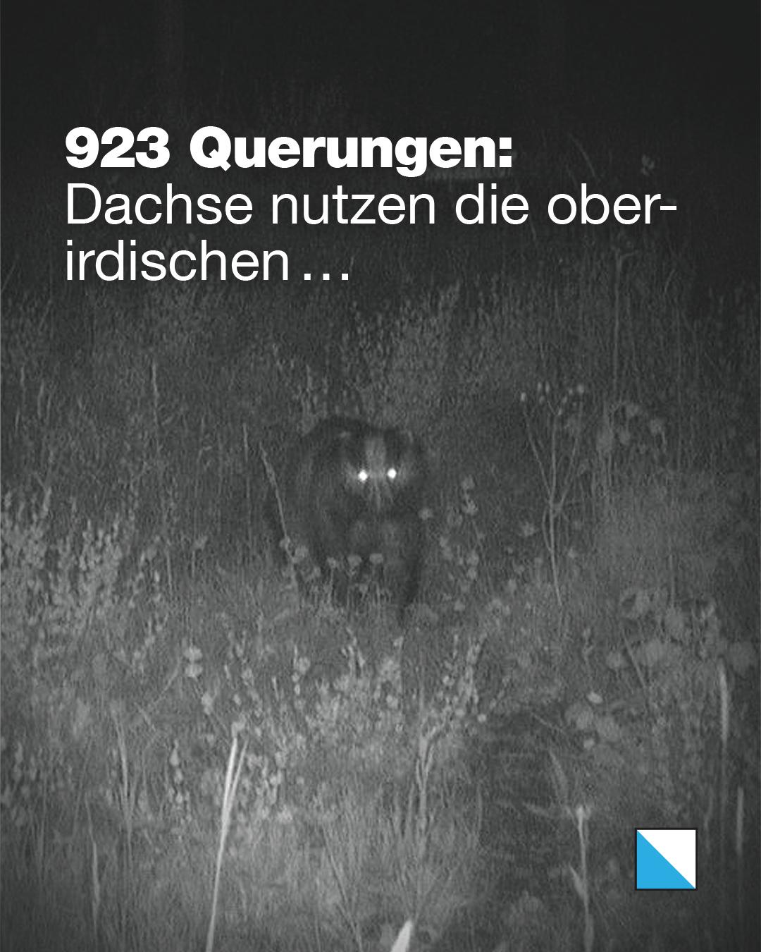 Dachs bei Nacht im Gestrüpp einer oberirdischen Querung. Text im Bild: «923 Querungen: Dachse nutzen die oberirdischen …»