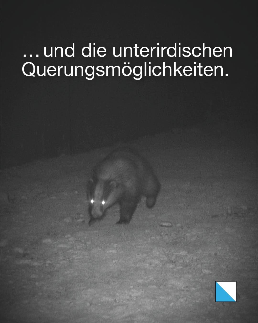 Dachs bei Nacht in einem unterirdischen Durchlass. Text im Bild: «… und die unterirdischen Querungsmöglichkeiten.»
