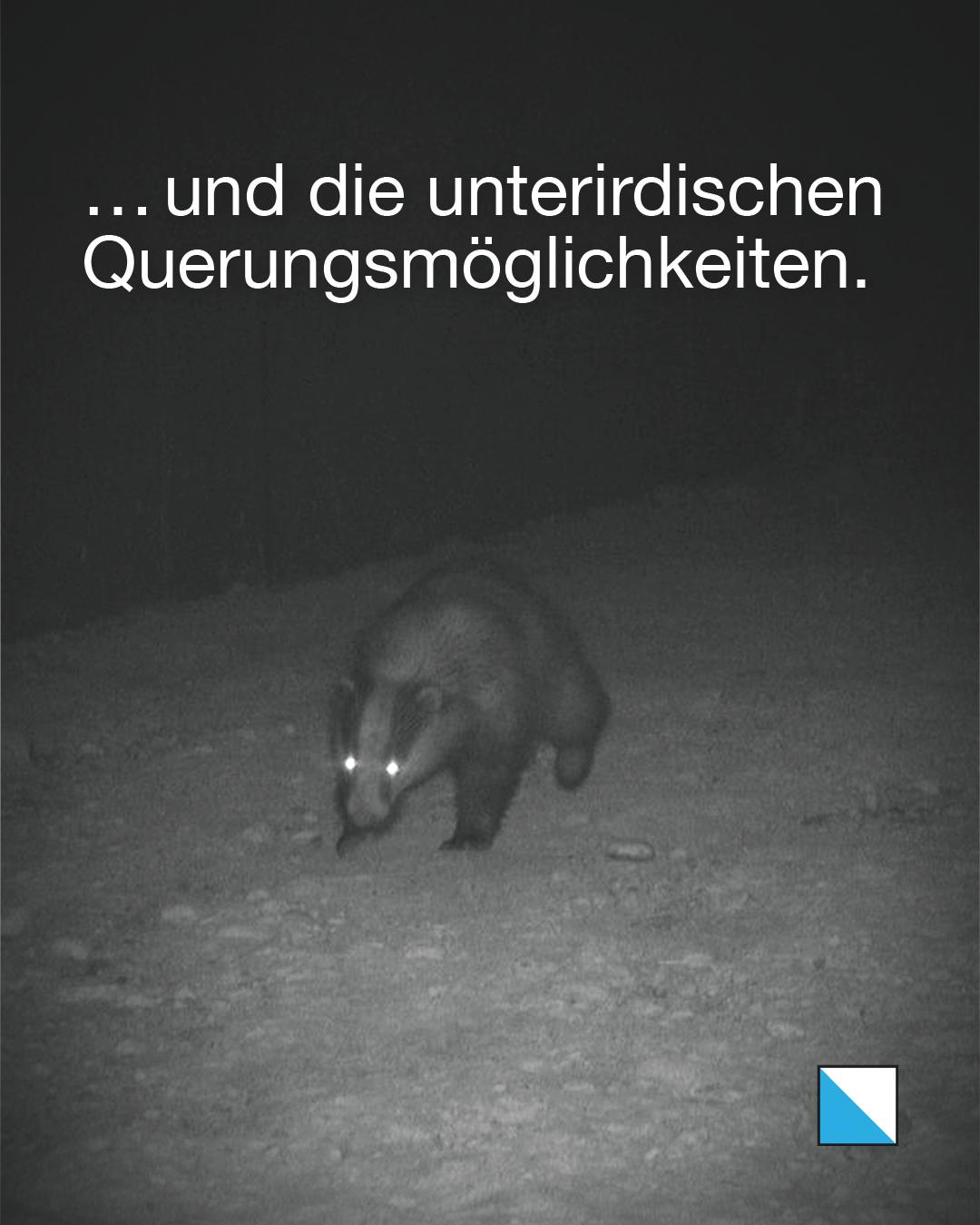 Dachs bei Nacht in einem unterirdischen Durchlass. Text im Bild: «… und die unterirdischen Querungsmöglichkeiten.»