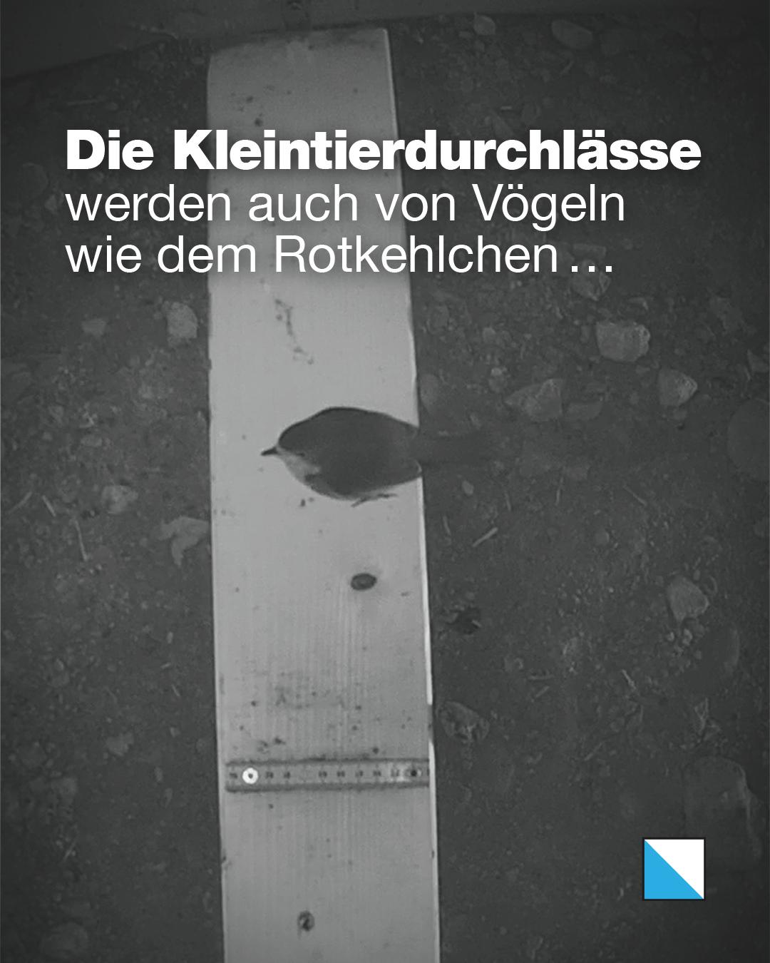 Rotkehlchen sitzt auf einem Holzbrett in einem Kleintierdurchlass. Text im Bild: «Die Kleintierdurchlässe werden auch von Vögeln wie dem Rotkehlchen …»