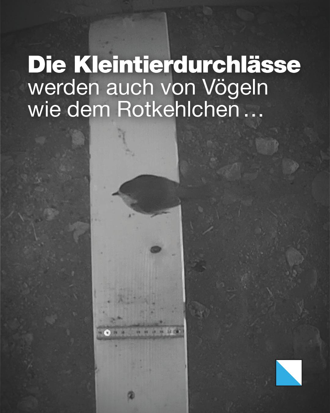 Rotkehlchen sitzt auf einem Holzbrett in einem Kleintierdurchlass. Text im Bild: «Die Kleintierdurchlässe werden auch von Vögeln wie dem Rotkehlchen …»