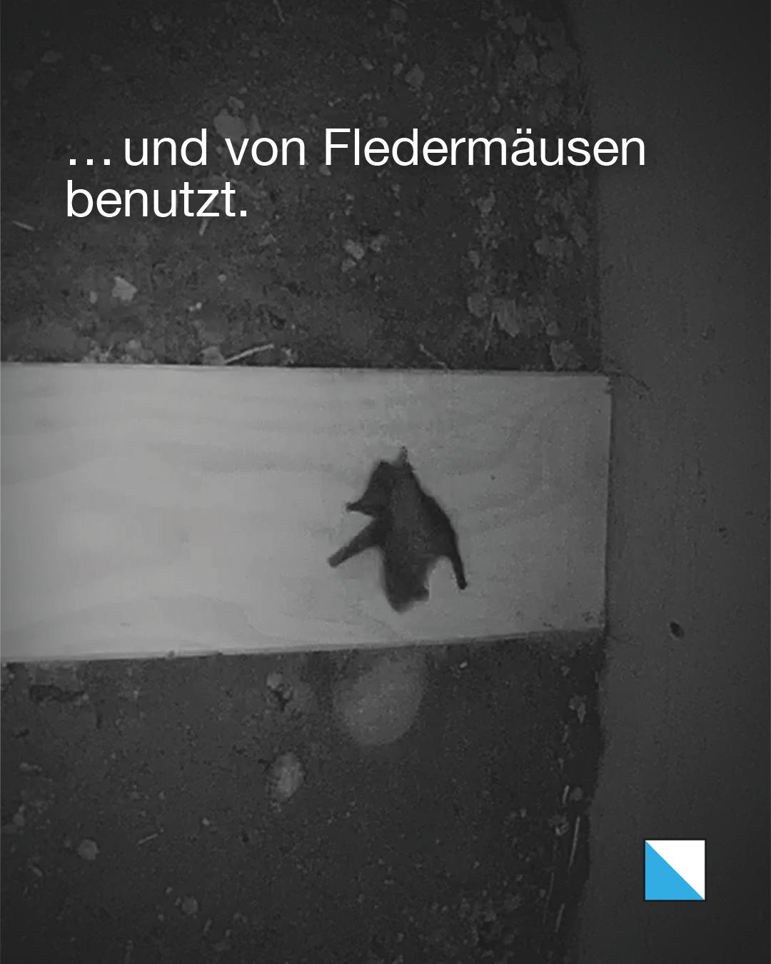 Fledermaus an einem Holzbrett in einem Kleintierdurchlass. Text im Bild: «… und von Fledermäusen benutzt.»