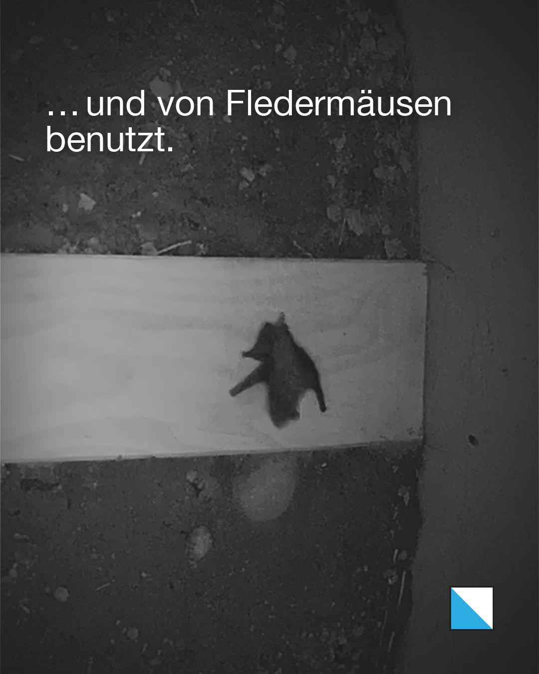 Fledermaus an einem Holzbrett in einem Kleintierdurchlass. Text im Bild: «… und von Fledermäusen benutzt.»