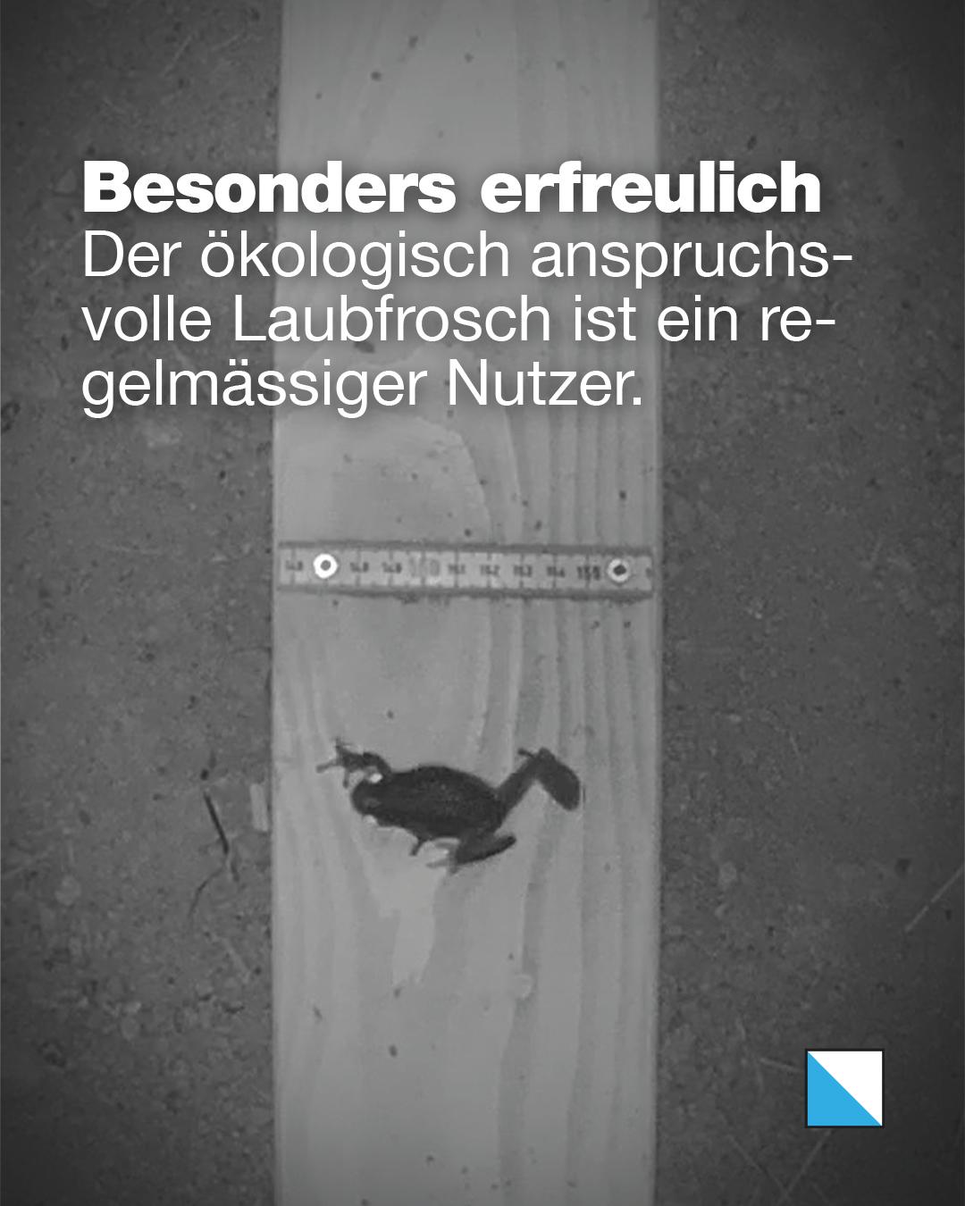 Laubfrosch springt über ein Holzbrett in einer Querungshilfe. Text im Bild: «Besonders erfreulich: Der ökologisch anspruchsvolle Laubfrosch ist ein regelmässiger Nutzer.»