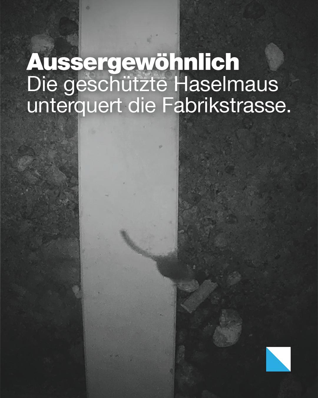Haselmaus unterquert eine Strasse durch ein Brett in einem Kleintierdurchlass. Text im Bild: «Aussergewöhnlich: Die geschützte Haselmaus unterquert die Fabrikstrasse.»