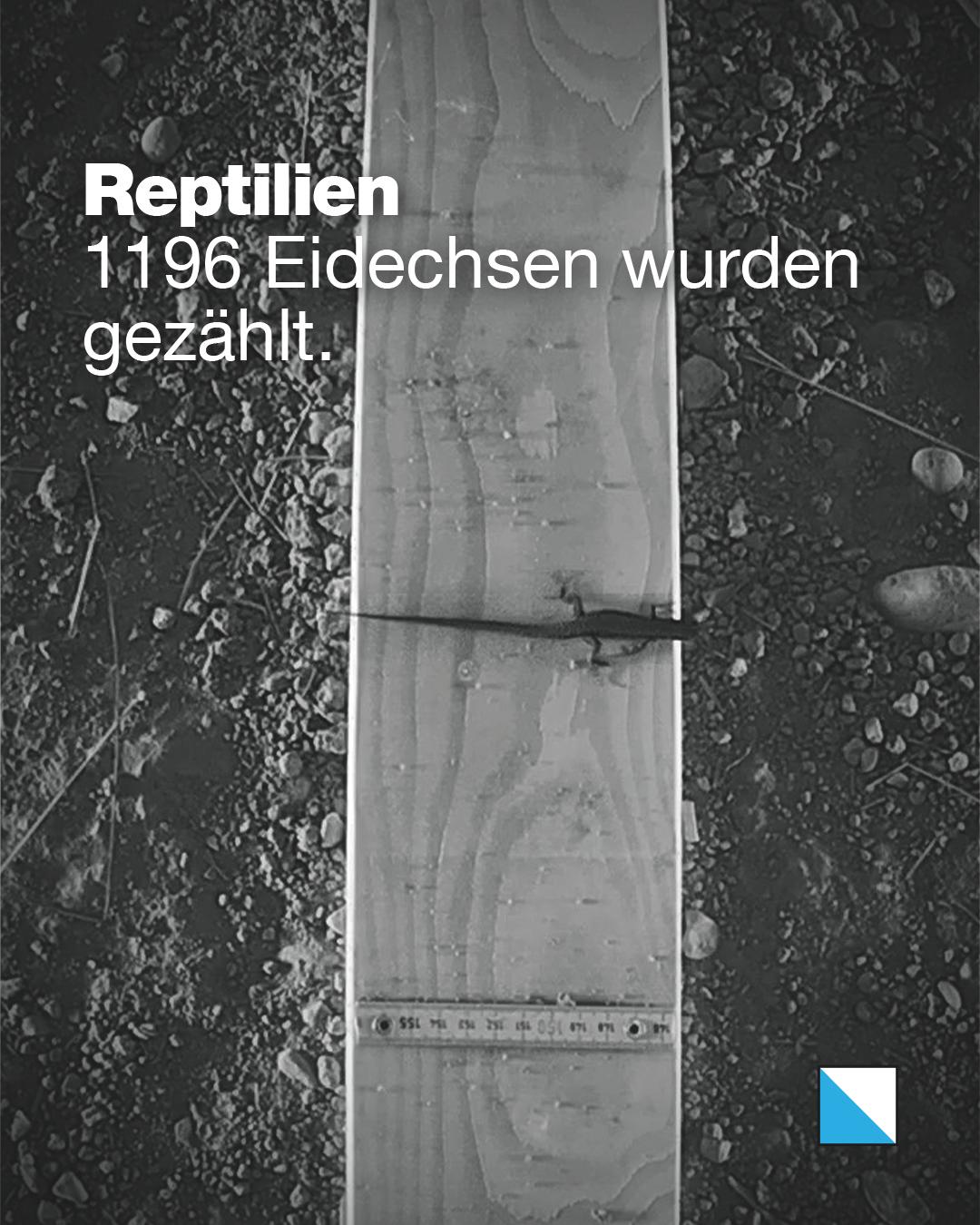 Eidechse quer auf einem Holzbrett im Durchlass. Text im Bild: «Reptilien: 1196 Eidechsen wurden gezählt.»