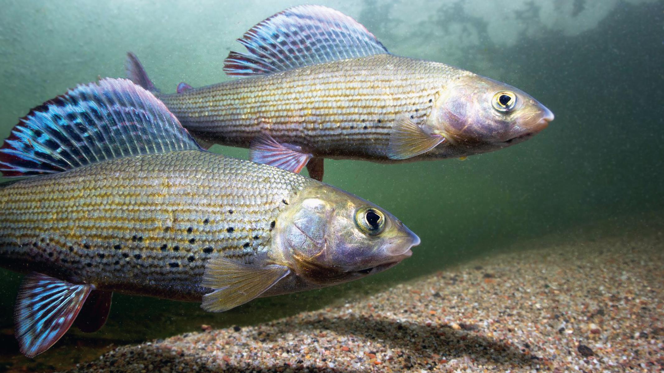 Zwei Äschen im Wasser.