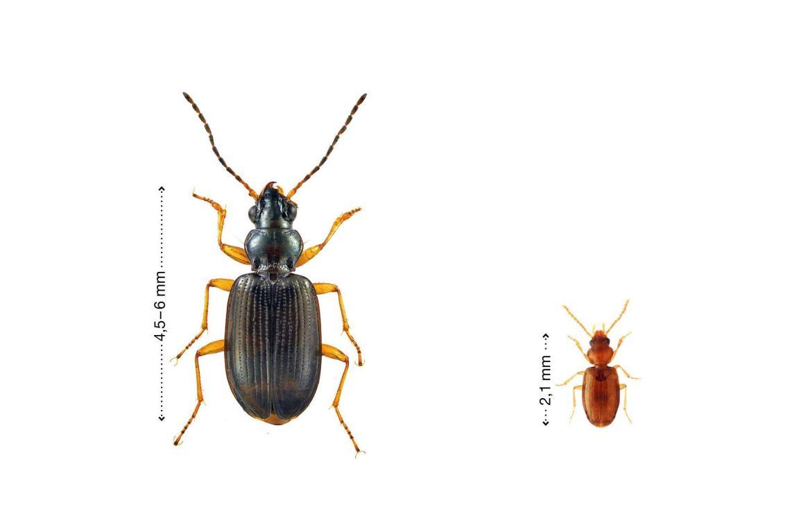 Der latinische Ahlenläufer ist ein dunkler Käfer mit braun-orangen Beinen. Er ist 4,5-6 mm gross. Der  helle Zwergahlenläufer ist  ein rotbrauner Käfer mit helleren Beinen. Er misst rund 2 mm.