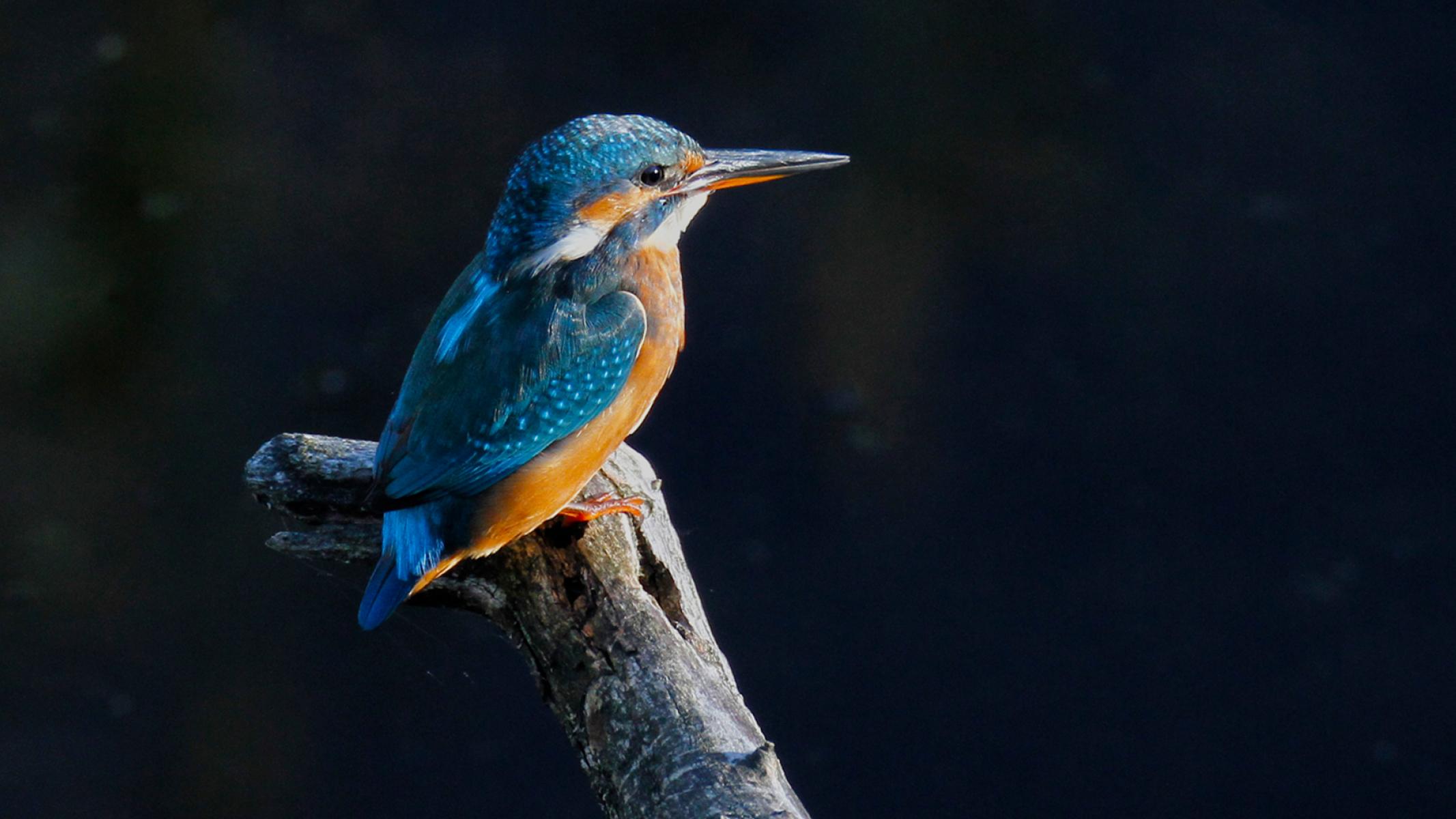 Ein Eisvogel auf einem Ast.