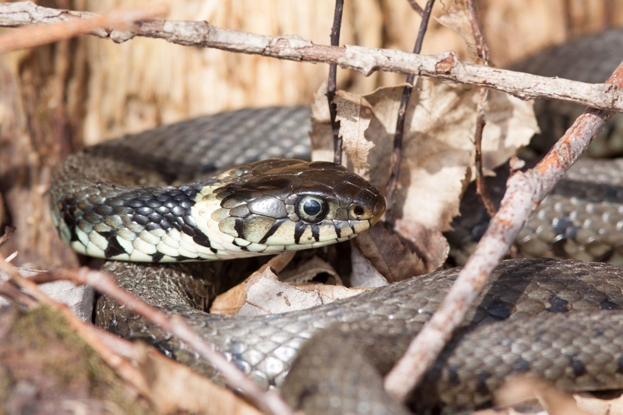 Eine Ringelnatter zwischen Ästen und Blättern.
