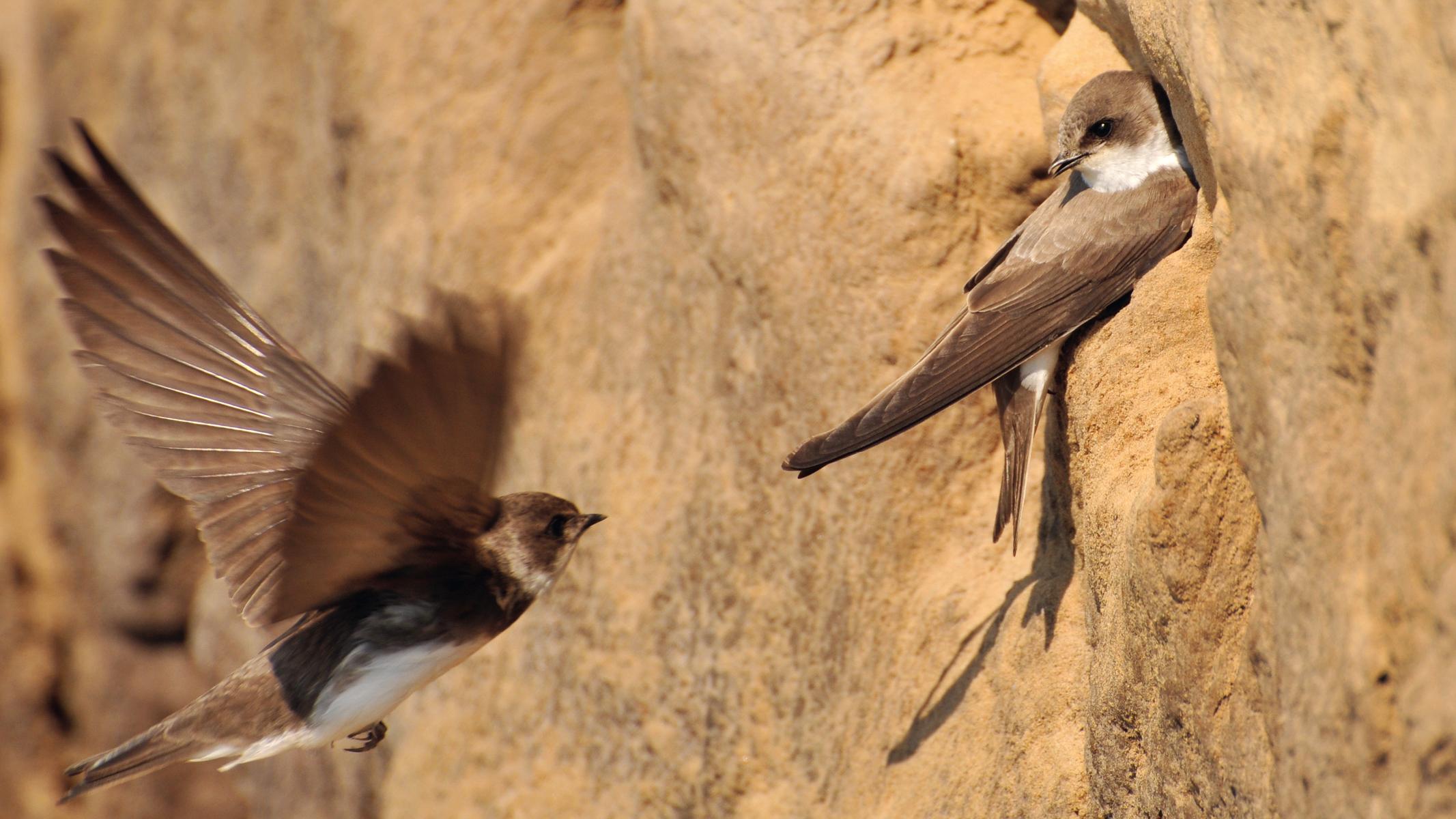 Eine Uferschwalbe sitzt in ihrer Höhle, eine weitere fliegt von links herbei.
