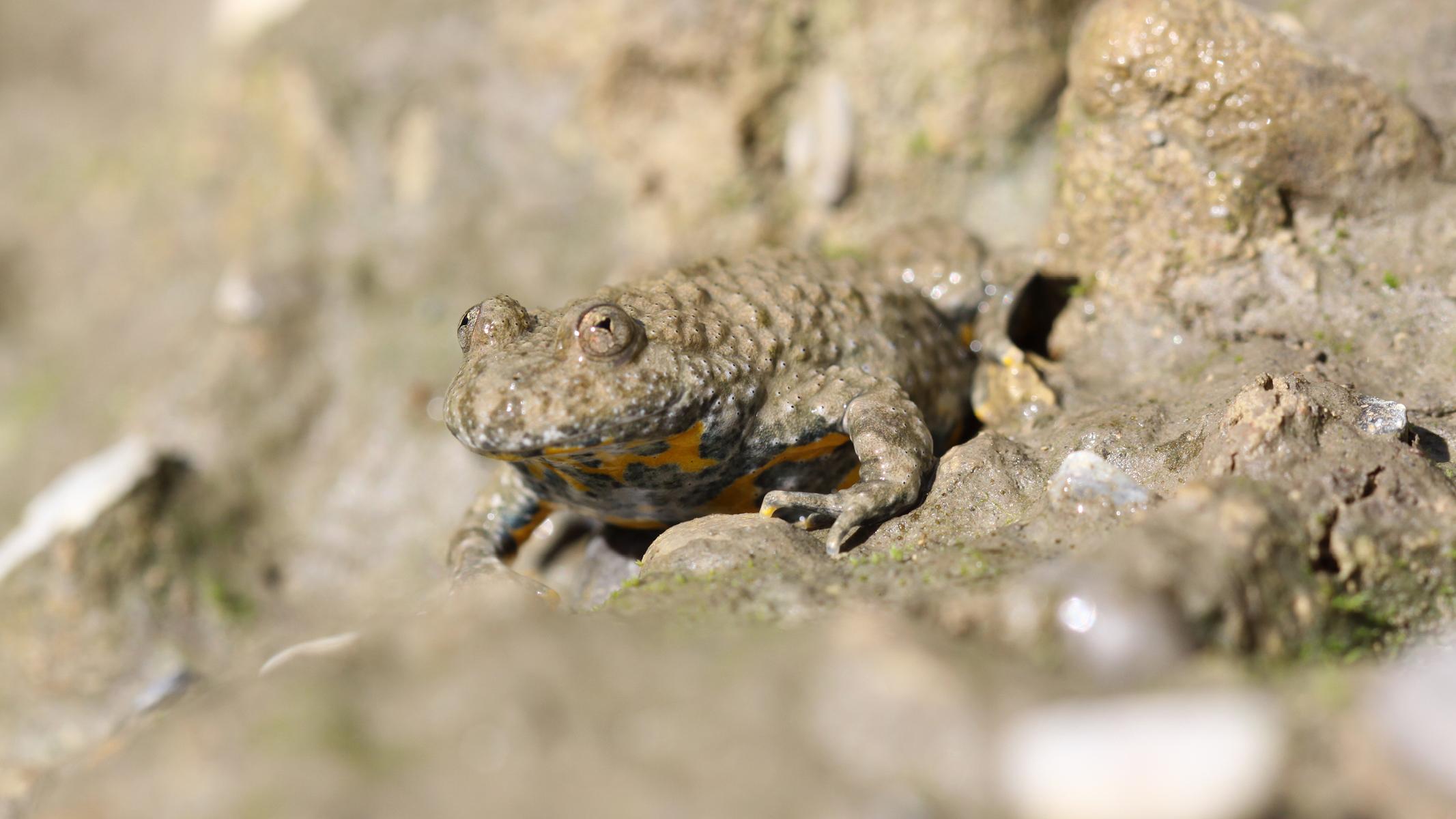 Eine Gelbbauchunke von vorne.