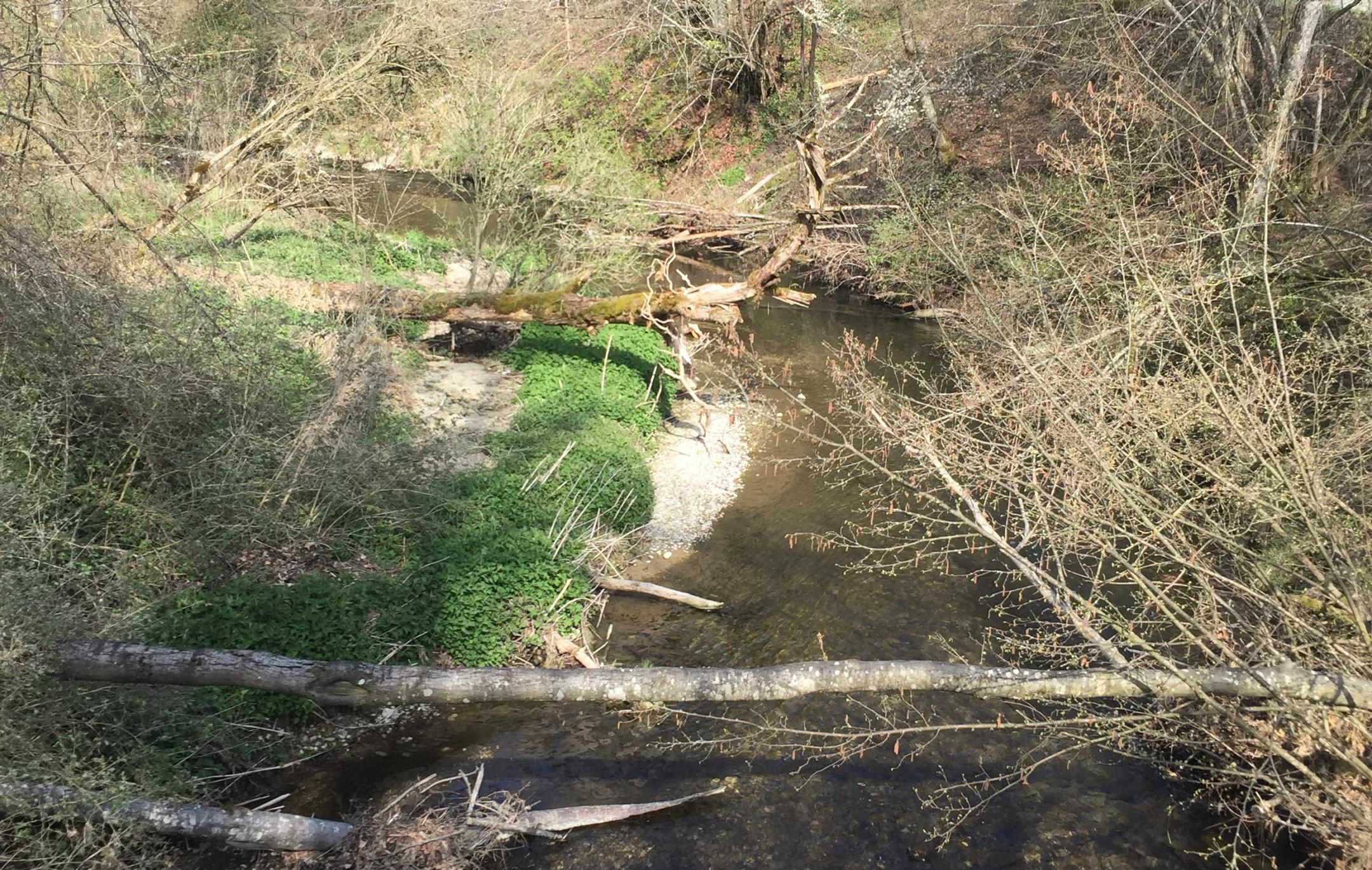 Ein natürlicher Bach mit umgefallenen Bäumen und unverbautem Ufer.