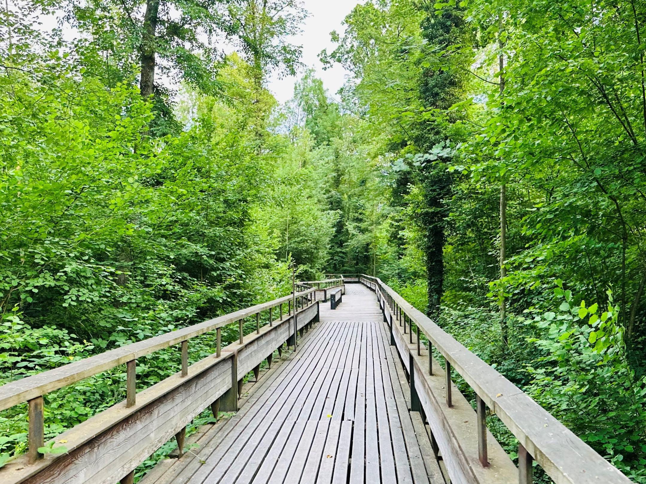 Ein Holzpfad an der Limmat bei Dietikon führt durch den grünen Auenwald.