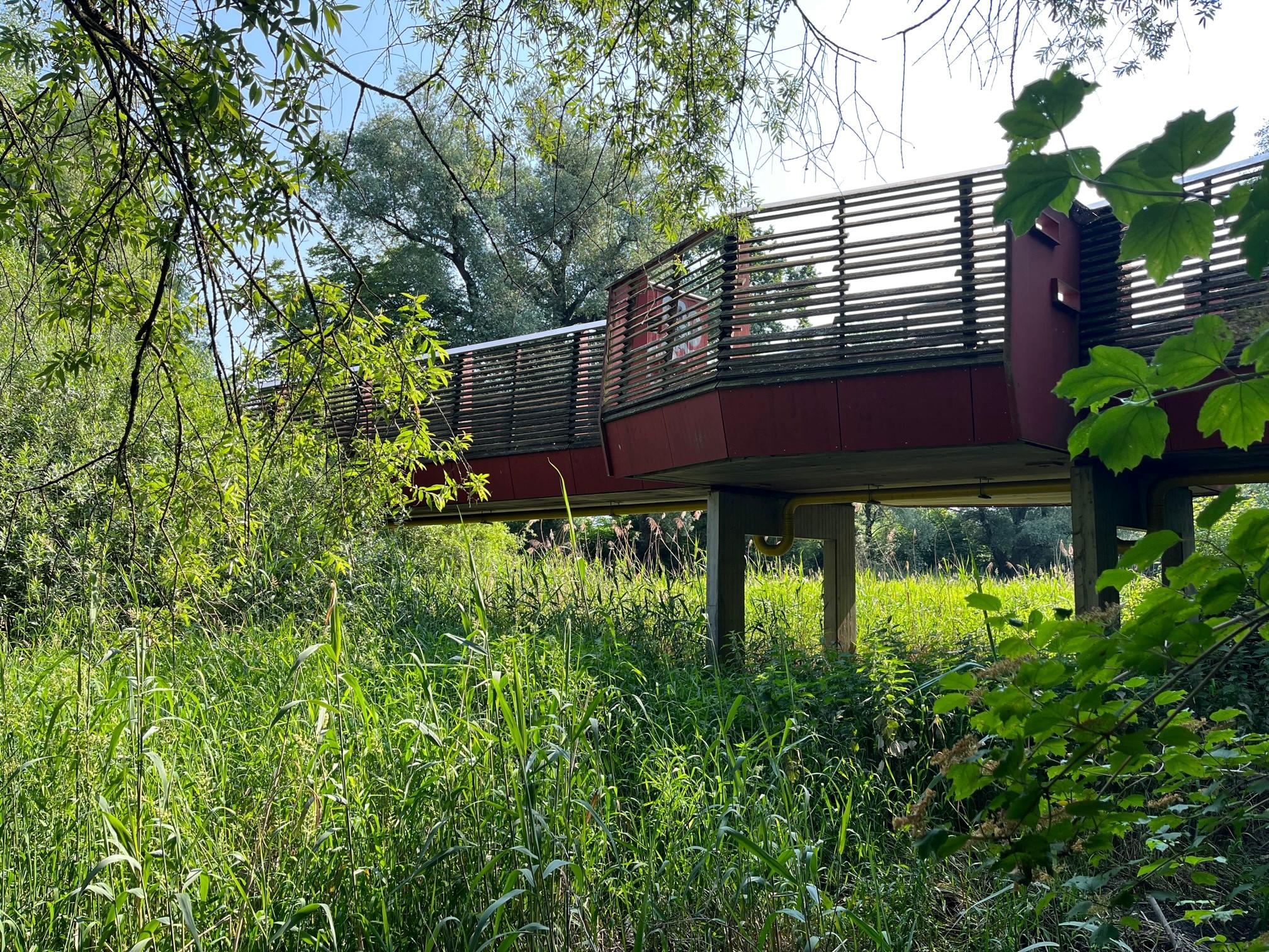 Plattform bzw. Steg durch eine grüne Auenlandschaft. 