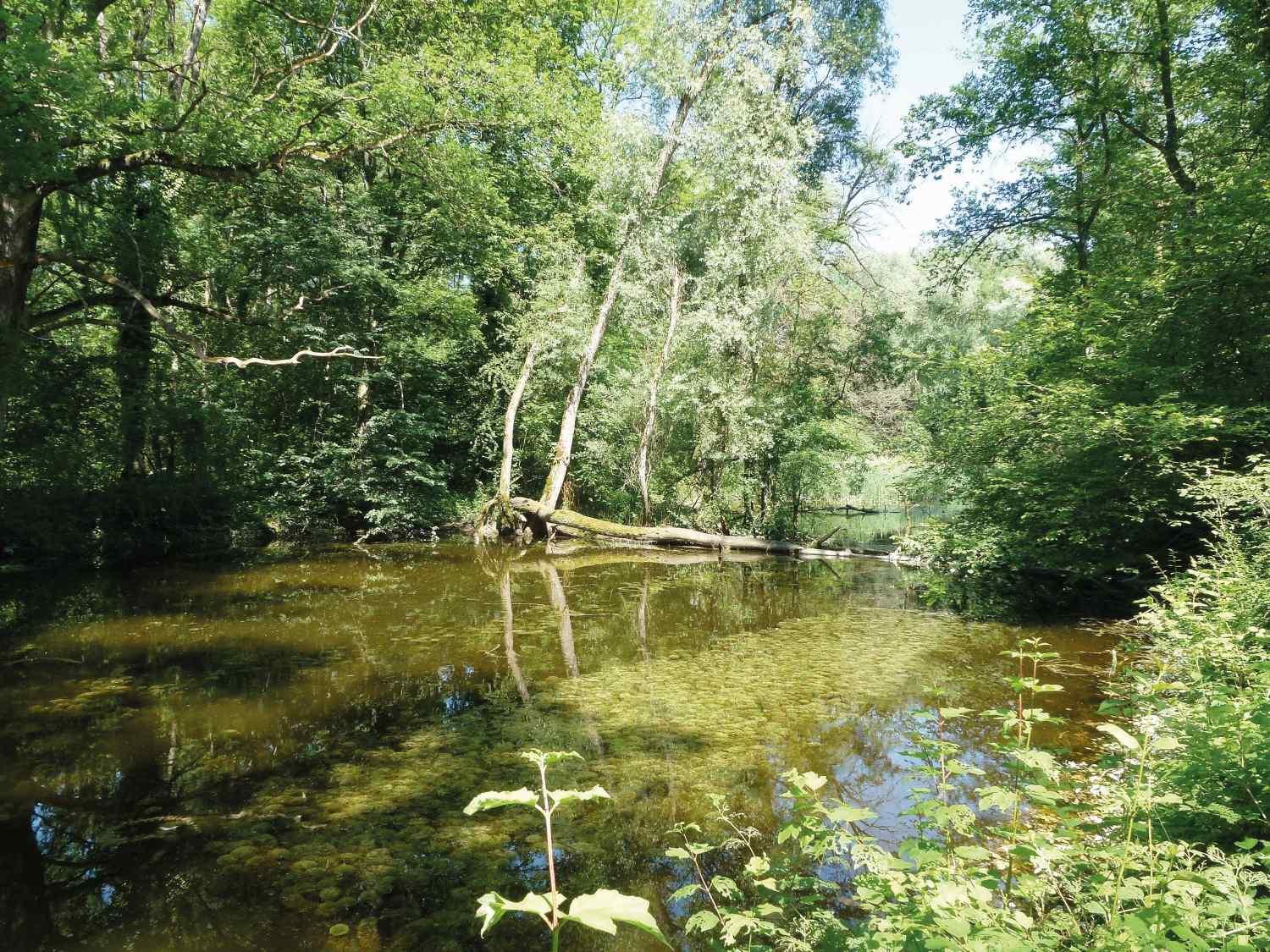 Weiher im Auenwald.