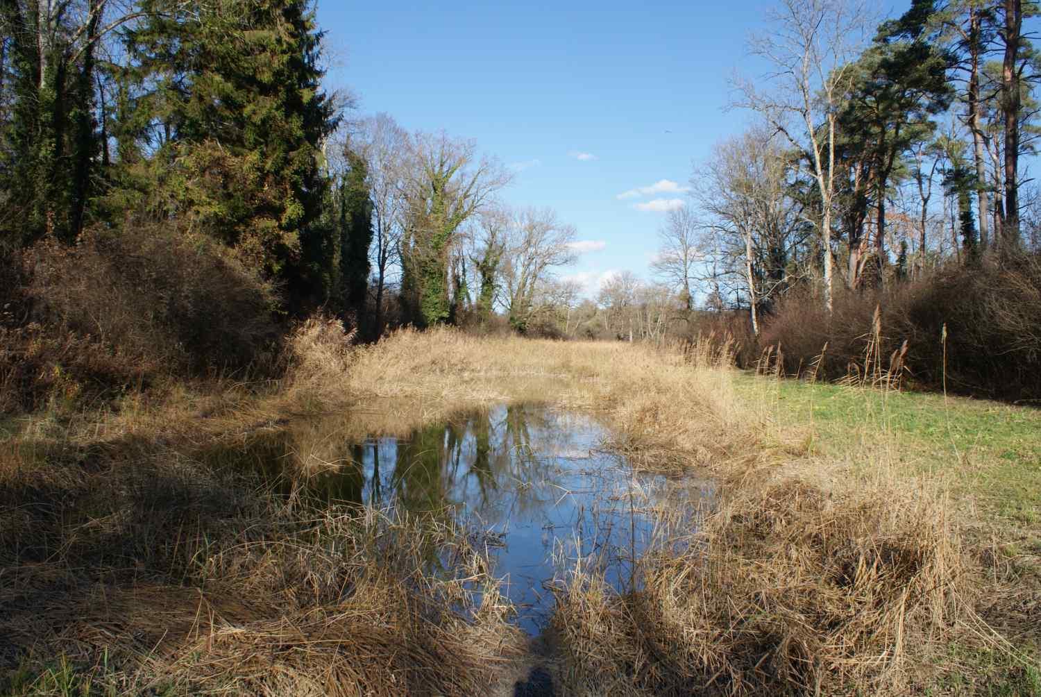 Weiher in den Thurauen.