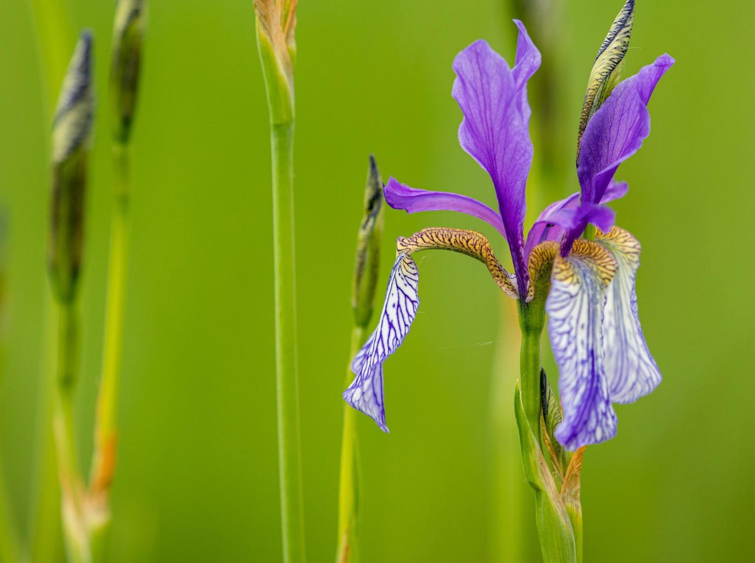 Lebendige Limmat Kanton Zürich