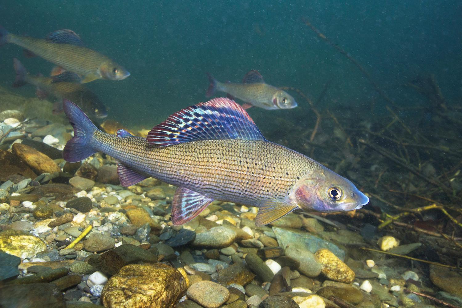 Ein Fisch schwimmt knapp über dem steinigen Flussbett. Im Hintergrund sind zwei kleinere Fische. Die Äsche hat Flossen in den Farben blau, grün, violett und pink und einen blau-grünen schillernden Körper mit schwarzen Punkten.