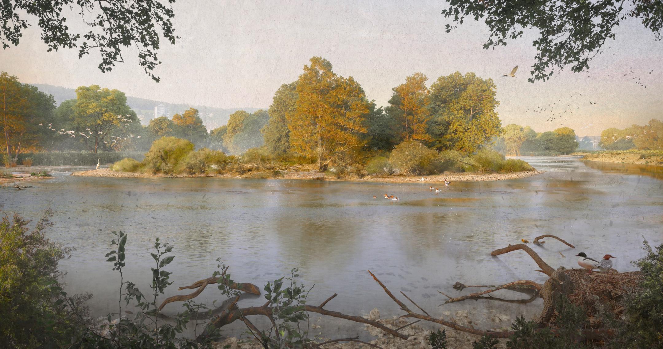 Aussicht von einem künftigen Naturbeobachtungsstandort in die Flusslandschaft. Eine grosse Mittelinsel ist stark bewachsen mit Bäumen und Büschen. Ein Graureiher hält nach Beute Ausschau. In Hintergrund hat es Steilufer. Fische schwimmen im seichten Wasser, Gänsesäger schwimmen im Hauptstrom.