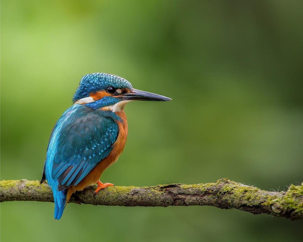 Ein Eisvogel, der auf einem Ast sitzt. Er hat blau, weiss und braunes Federkleid und einen langen, dunkelgrauen Schnabel.